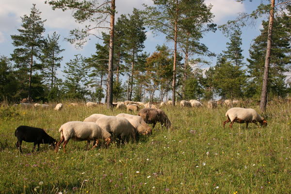Schafherde auf einer kräuterreichen Wiese vor einem lichten Kiefernwald