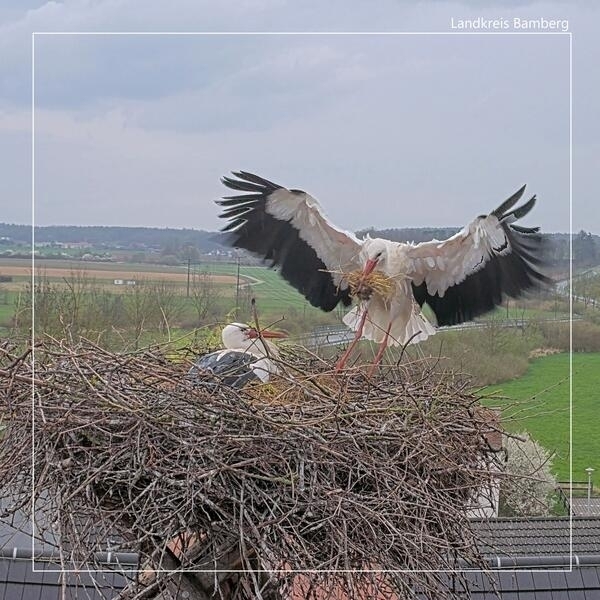 Das Storchennetz auf dem Dach des Bauernmuseum Bamberger Land: Ein Storch sitzt im Nest, der andere befindet sich mit Nestmaterial im Landeanflug.